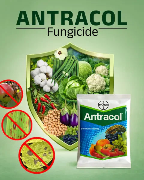 Antracol Fungicide by Bayer (Propineb 70% WP) 2