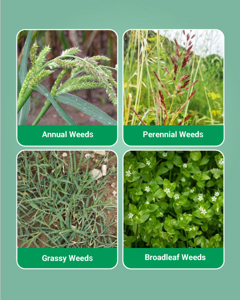Bayer Roundup Herbicide (Glyphosate 41% SL) 3