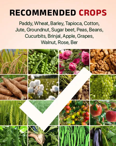 BAVISTIN (Carbendazim 50% WP) 4