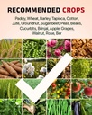 BAVISTIN (Carbendazim 50% WP) 4
