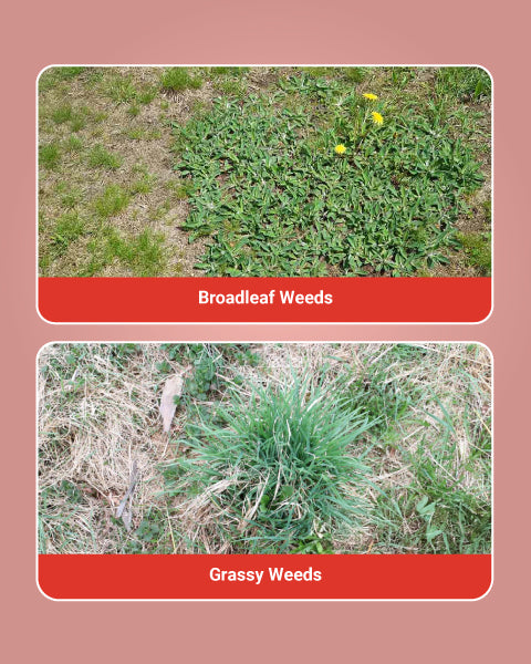 Sumitomo Glycel Herbicide 3