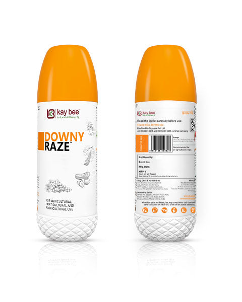DOWNY RAZE [Syzygium aromaticum (M.C.) 5.5% Piper nigrum (M.C.) 3.75 % Thymus vulgaris 5.5 % (M.C.) Allium sativum (M.C.) 2.0 % Zingiber officinale (M.C.) 5.25 % Cinnamomum cassia (M.C.) 3.0% Pongamia pinnata oil 3.0% & etc] 2