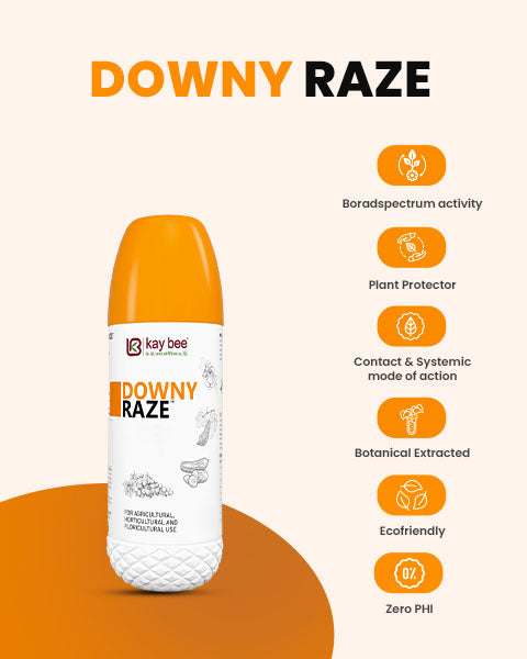DOWNY RAZE [Syzygium aromaticum (M.C.) 5.5% Piper nigrum (M.C.) 3.75 % Thymus vulgaris 5.5 % (M.C.) Allium sativum (M.C.) 2.0 % Zingiber officinale (M.C.) 5.25 % Cinnamomum cassia (M.C.) 3.0% Pongamia pinnata oil 3.0% & etc] 3