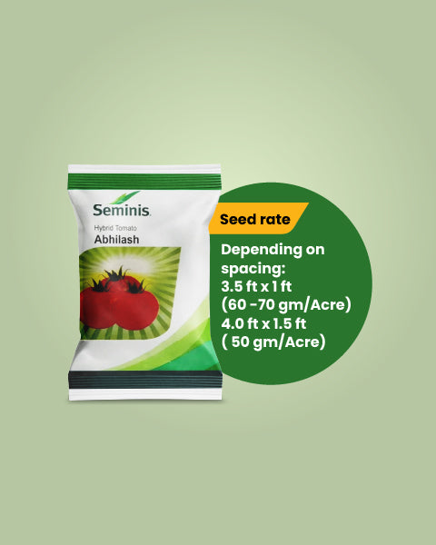 Seminis Abhilash Tomato Seeds 4