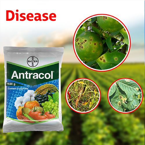 BASF Antracol 70% WP Fungicide 1kg