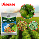 BASF Antracol 70% WP Fungicide 1kg