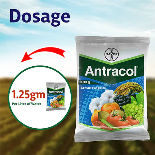 BASF Antracol 70% WP Fungicide 1kg